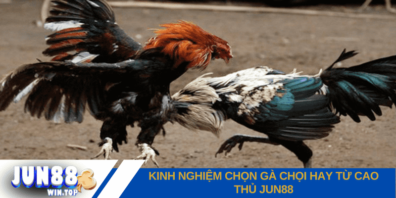 kinh nghiem chon ga choi hay tu cao thu jun88